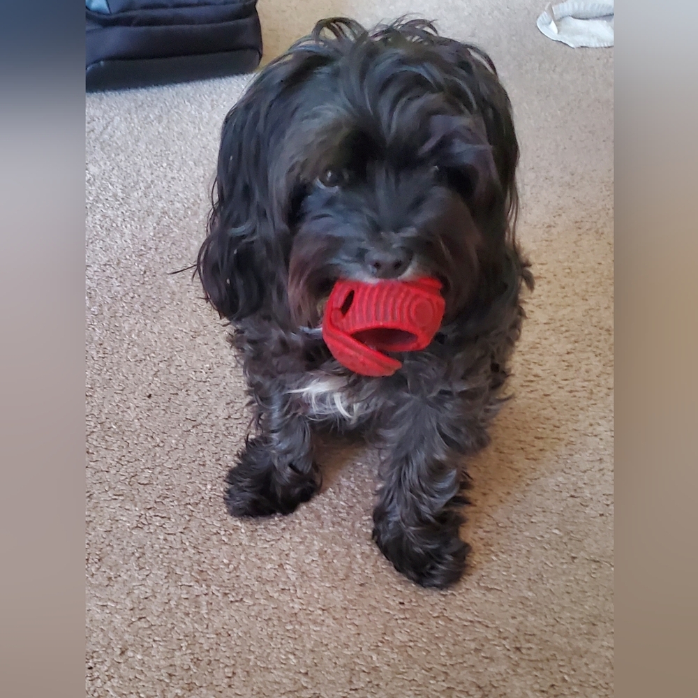 ISO Toys R Us, Red 2" Rubber Dog Ball - Picture 5 of 5